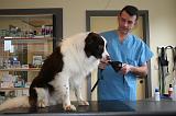 BORDER COLLIE - MUSELIERE 001